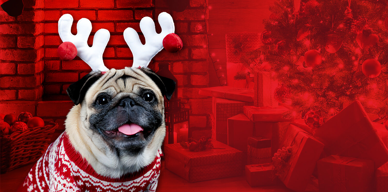 Dog in holiday sweater